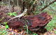 Byron Bay Hinterland Tour Including Rainforest Walk To Minyon Falls - thumb 2