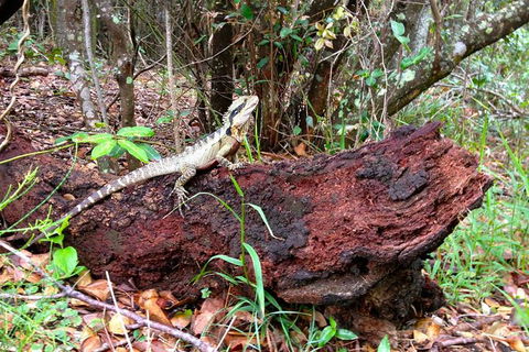 Byron Bay Hinterland Tour Including Rainforest Walk To Minyon Falls - Attractions 2