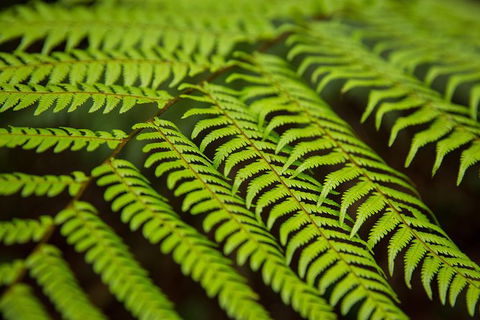 Byron Bay Hinterland Tour Including Rainforest Walk To Minyon Falls - Attractions 13