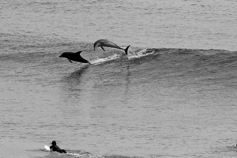 7-Day Byron Bay, Evans Head And Moonee Beach Surf Safari From Brisbane, Gold Coast Or Byron Bay - Attractions 6