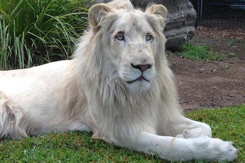 Private Shoalhaven Zoo Experience From Sydney - Attractions 1