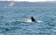 Sydney Eco Whale Watching Small Group Cruise - thumb 8