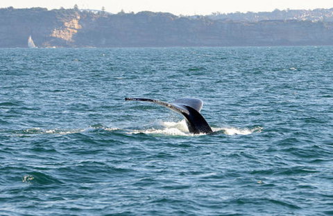 Sydney Eco Whale Watching Small Group Cruise - Attractions 8
