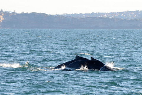 Sydney Eco Whale Watching Small Group Cruise - Attractions 9