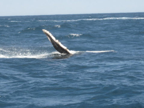 Sydney Eco Whale Watching Small Group Cruise - Attractions 2
