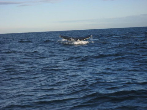 Sydney Eco Whale Watching Small Group Cruise - Attractions 16