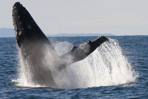 Sydney Eco Whale Watching Small Group Cruise - Attractions 0