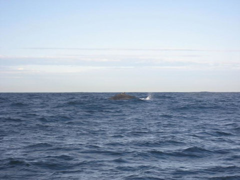 Sydney Eco Whale Watching Small Group Cruise - Attractions 18