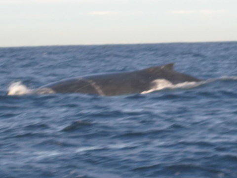 Sydney Eco Whale Watching Small Group Cruise - Attractions 17