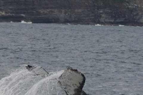 Sydney Eco Whale Watching Small Group Cruise - Attractions 1