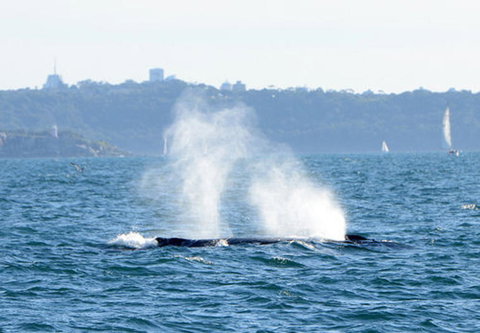 Sydney Eco Whale Watching Small Group Cruise - Attractions 4
