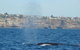 Sydney Eco Whale Watching Small Group Cruise - thumb 13