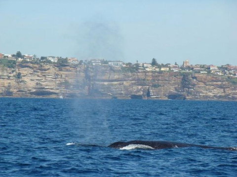 Sydney Eco Whale Watching Small Group Cruise - Attractions 13