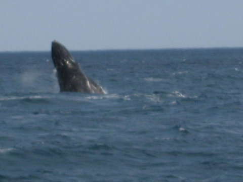 Sydney Eco Whale Watching Small Group Cruise - Attractions 3