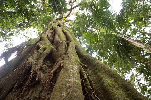 Byron Bay Combo: Hinterland Tour Including Minyon Falls And Kayaking With Dolphins - Attractions 13