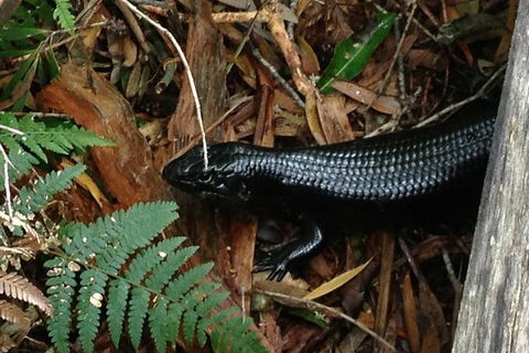 Byron Bay Combo: Hinterland Tour Including Minyon Falls And Kayaking With Dolphins - Attractions 3
