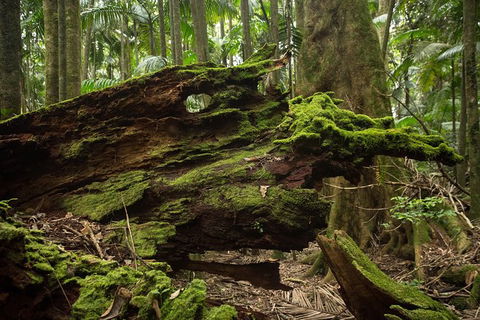 Byron Bay Combo: Hinterland Tour Including Minyon Falls And Kayaking With Dolphins - Attractions 8