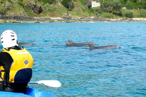 Byron Bay Combo: Hinterland Tour Including Minyon Falls And Kayaking With Dolphins - Attractions 12