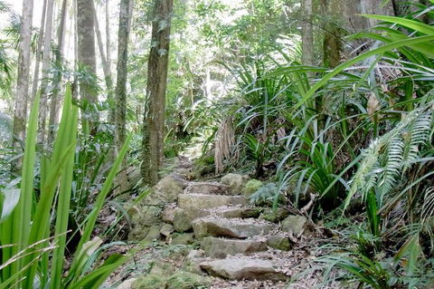 Byron Bay Combo: Hinterland Tour Including Minyon Falls And Kayaking With Dolphins - Attractions 4