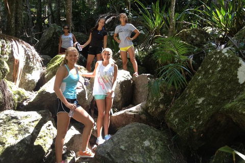 Byron Bay Combo: Hinterland Tour Including Minyon Falls And Kayaking With Dolphins - Attractions 7
