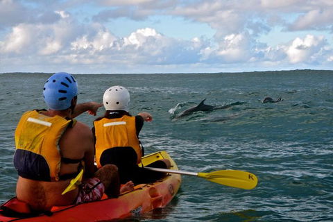 Byron Bay Combo: Hinterland Tour Including Minyon Falls And Kayaking With Dolphins - Attractions 18