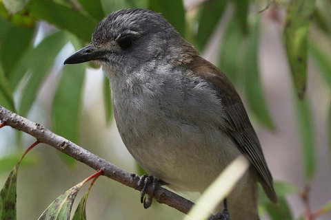Inside The Greater Blue Mountains World Heritage - A Private Wildlife Safari Overnight - Attractions 27
