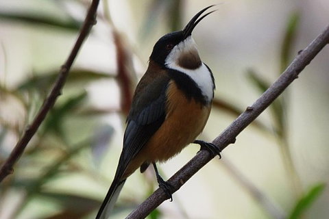 Inside The Greater Blue Mountains World Heritage - A Private Wildlife Safari Overnight - Attractions 43