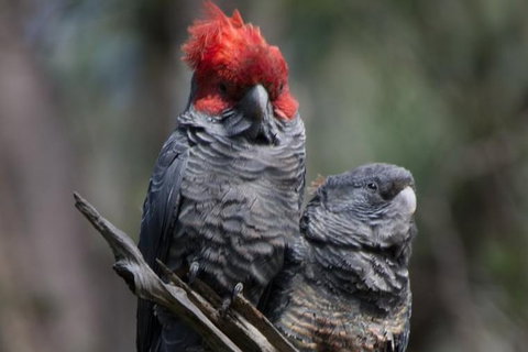 Inside The Greater Blue Mountains World Heritage - A Private Wildlife Safari Overnight - Attractions 35