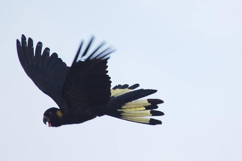 Inside The Greater Blue Mountains World Heritage - A Private Wildlife Safari Overnight - Attractions 33