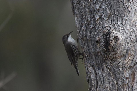 Inside The Greater Blue Mountains World Heritage - A Private Wildlife Safari Overnight - Attractions 10