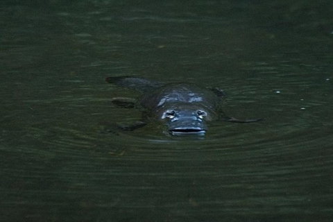 Inside The Greater Blue Mountains World Heritage - A Private Wildlife Safari Overnight - Attractions 22