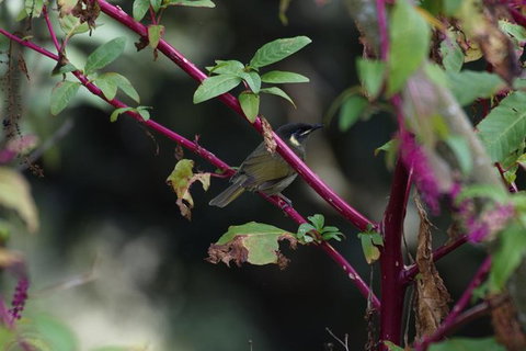 Inside The Greater Blue Mountains World Heritage - A Private Wildlife Safari Overnight - Attractions 8