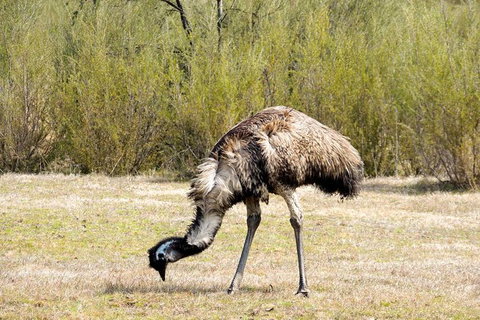 Inside The Greater Blue Mountains World Heritage - A Private Wildlife Safari Overnight - Attractions 5