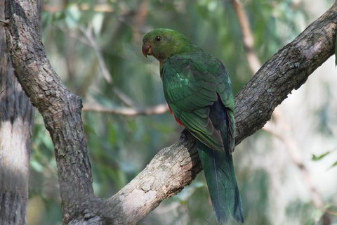 Inside The Greater Blue Mountains World Heritage - A Private Wildlife Safari Overnight - Attractions 31