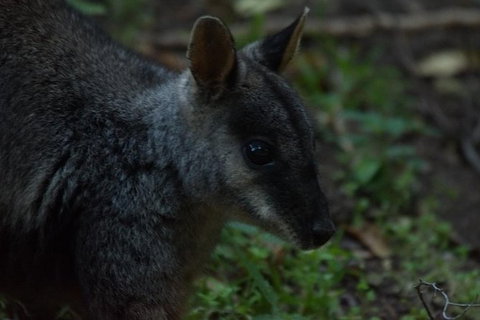 Inside The Greater Blue Mountains World Heritage - A Private Wildlife Safari Overnight - Attractions 13
