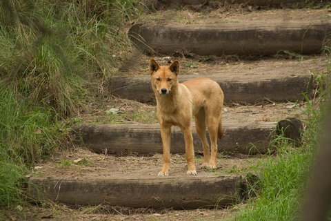 Inside The Greater Blue Mountains World Heritage - A Private Wildlife Safari Overnight - Attractions 23