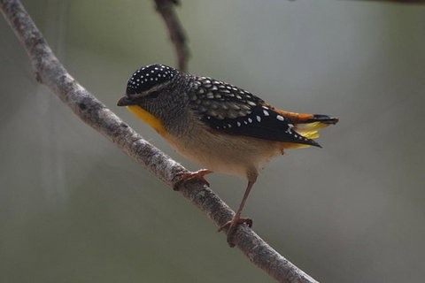 Inside The Greater Blue Mountains World Heritage - A Private Wildlife Safari Overnight - Attractions 40