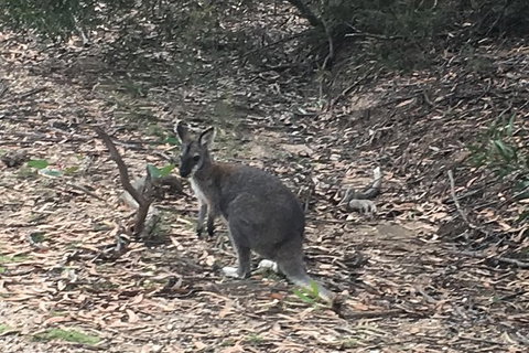 Inside The Greater Blue Mountains World Heritage - A Private Wildlife Safari Overnight - Attractions 46