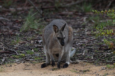 Inside The Greater Blue Mountains World Heritage - A Private Wildlife Safari Overnight - Attractions 29
