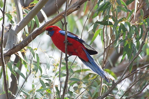 Inside The Greater Blue Mountains World Heritage - A Private Wildlife Safari Overnight - Attractions 36