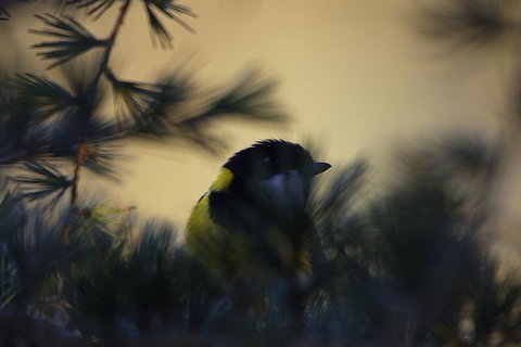 Inside The Greater Blue Mountains World Heritage - A Private Wildlife Safari Overnight - Attractions 7