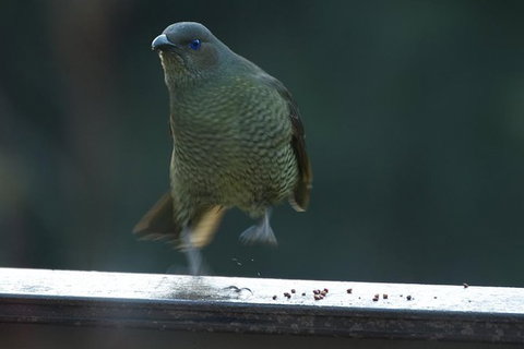 Inside The Greater Blue Mountains World Heritage - A Private Wildlife Safari Overnight - Attractions 37