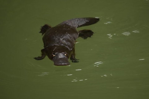 Inside The Greater Blue Mountains World Heritage - A Private Wildlife Safari Overnight - Attractions 15