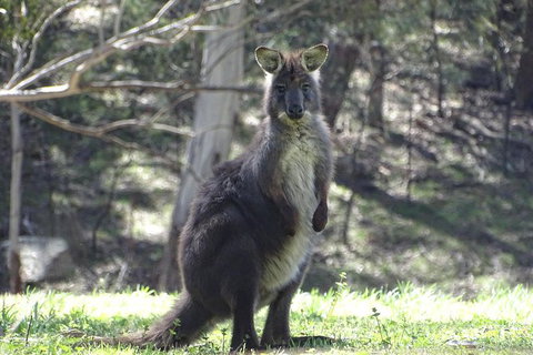 Inside The Greater Blue Mountains World Heritage - A Private Wildlife Safari Overnight - Attractions 16
