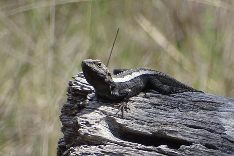 Inside The Greater Blue Mountains World Heritage - A Private Wildlife Safari Overnight - Attractions 26