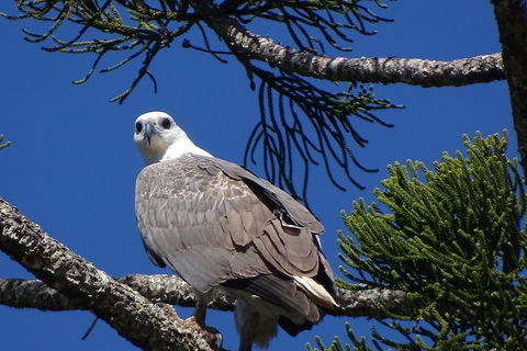 Brunswick Heads Rainforest Eco-Cruise - Attractions 7