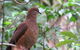 Minyon Falls Rainforest Walk - thumb 1