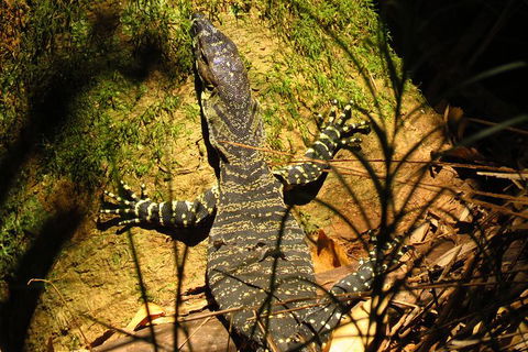 Minyon Falls Rainforest Walk - Attractions 4