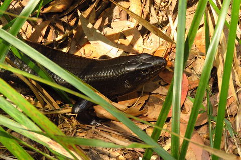 Minyon Falls Rainforest Walk - Attractions 3