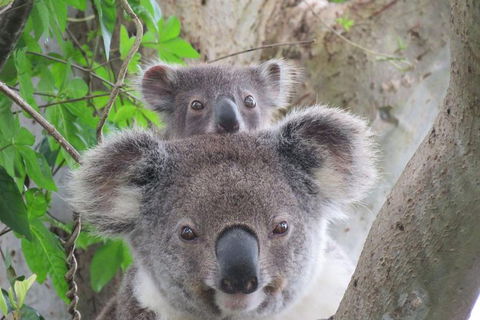 Byron Bay Wildlife Safari - Attractions 0